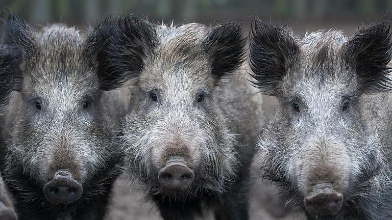 Die Wildschweindichte in den heimischen Wäldern ist zu hoch, da die 'Schwarzkittel' als potenzielle Überträger der Afrikanischen Schweinepest&nbsp; auf die Hausschweine gelten. Als Gegenmaßnahme soll deshalb der Bestand der Wildschweine reduziert werden. Um den Jägern diese Aufgabe zu erleichtern, möchte der CSU-Kreisverband Haßberge eine Allgemeinverfügung durch den Kreistag erreichen, wodurch die Verwendung sogenannter Nachtzielgeräte für die Jagd auf das Schwarzwild gestattet würde.