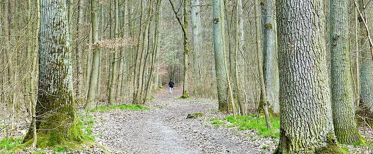 Der Haardtwald ist besonders beliebt bei Wanderern, Joggern und Mountainbikern.