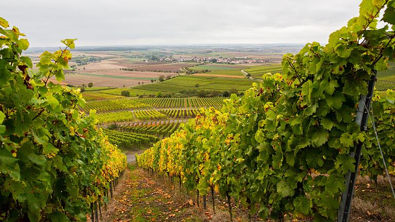 Wanderung am Bullenheimer Berg.