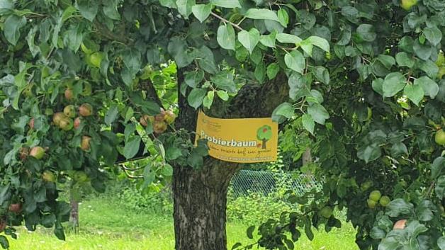 Die Probierbäume auf Flächen der Gemeinde Rannungen sollen dieses Jahr wieder gekennzeichnet werden. Das entschied der Rannunger Gemeinderat in seiner jüngsten Sitzung. Unser Bild zeigt ein Beispiel aus Schonungen. - Die Probierbäume auf Flächen der Gemeinde Rannungen sollen dieses Jahr wieder gekennzeichnet werden. Das entschied der Rannunger Gemeinderat in seiner jüngsten Sitzung. Unser Bild zeigt ein Beispiel aus Schonungen. Die Probierbäume auf Flächen der Gemeinde Rannungen sollen dieses Jahr wieder gekennzeichnet werden. Das entschied der Rannunger Gemeinderat in seiner jüngsten Sitzung. Unser Bild zeigt ein Beispiel aus Schonungen. - Die Probierbäume auf Flächen der Gemeinde Rannungen sollen dieses Jahr wieder gekennzeichnet werden. Das entschied der Rannunger Gemeinderat in seiner jüngsten Sitzung. Unser Bild zeigt ein Beispiel aus Schonungen.
