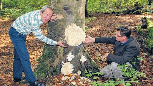 Rückkehr einer Rarität: Der Vorsitzende des Bund Naturschutzes Würzburg, Armin Amrhen begutachtet mit Karl-Georg Schönmüller vom Forstrevier Güntersleben der Bayerischen Staatsforsten einen seltenen „ästige Stachelbart“ im Gramschatzer Wald. Rückkehr einer Rarität: Der Vorsitzende des Bund Naturschutzes Würzburg, Armin Amrhen begutachtet mit Karl-Georg Schönmüller vom Forstrevier Güntersleben der Bayerischen Staatsforsten einen seltenen „ästige Stachelbart“ im Gramschatzer Wald.