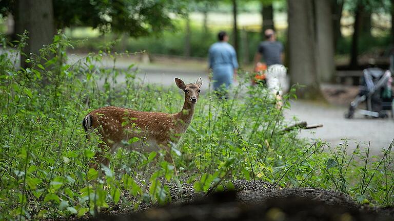 Wildpark Klaushof       -  Im Wild-Park Klaushof bei Bad Kissingen darf das Damwild frei im Park herumlaufen.