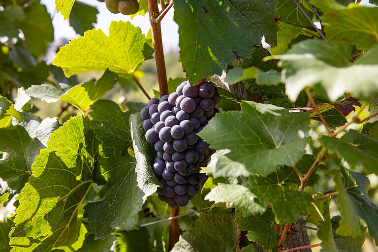 Ein großer Teil der Strecke führt durch die Weinberge oberhalb von Erlabrunn. Ein großer Teil der Strecke führt durch die Weinberge oberhalb von Erlabrunn.