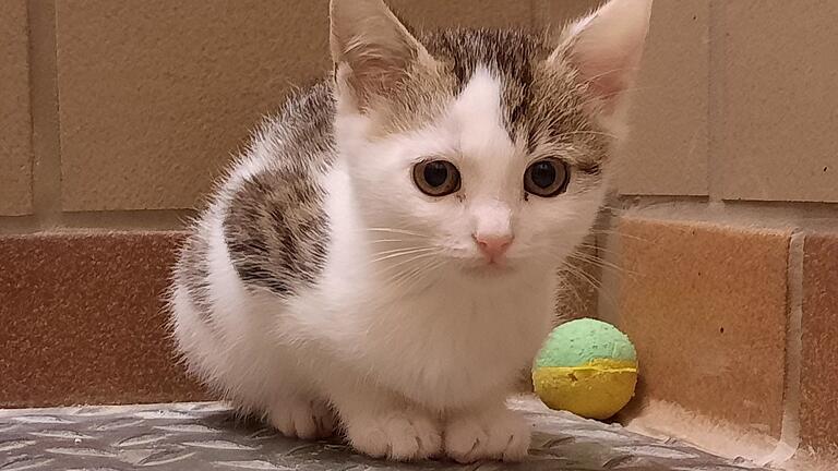 Katzenkind Daisy war im Herbst ein 'Tier der Woche' aus dem Kitzinger Tierheim. Dieses benötigt seit Jahren einen Neubau und soll ihn nun endlich bekommen.