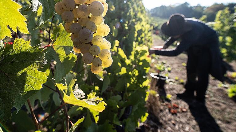 Weinlese am 'Böddiger Berg' - Der Ertrag an Trauben war heuer so groß wie schon lange nicht mehr. Weinlese am 'Böddiger Berg' - Der Ertrag an Trauben war heuer so groß wie schon lange nicht mehr.