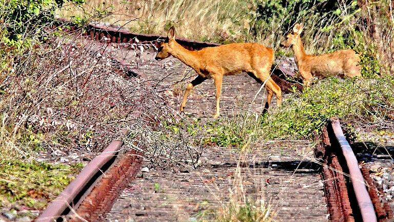 Rehe überqueren bei Gerolzhofen die Gleise der Steigerwaldbahn – völlig gefahrlos, denn auf der Strecke ist seit vielen Jahren kein Zug mehr gefahren. Das Bild entstand im Oktober 2020. Rehe überqueren bei Gerolzhofen die Gleise der Steigerwaldbahn – völlig gefahrlos, denn auf der Strecke ist seit vielen Jahren kein Zug mehr gefahren. Das Bild entstand im Oktober 2020.