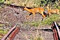Rehe überqueren bei Gerolzhofen die Gleise der Steigerwaldbahn – völlig gefahrlos, denn auf der Strecke ist seit vielen Jahren kein Zug mehr gefahren. Das Bild entstand im Oktober 2020.