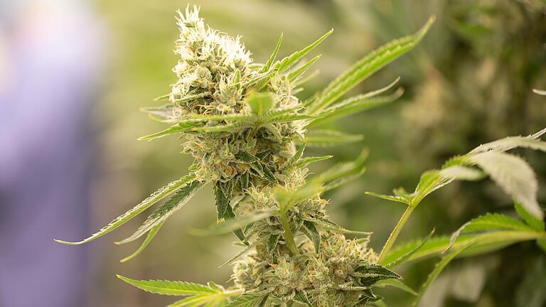 Aus Angst vor Versorgungsengpässen selbst Hanf angebaut: Ein Würzburger Schmerzpatient, der einen größeren Vorrat an Cannabis hatte, wurde am Donnerstag erneut verurteilt.&nbsp;
