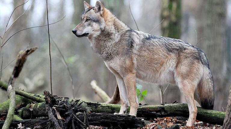 Im Wald bei Grettstadt hat ein Jäger einen jungen Wolf gesichtet. Im Bild ein europäischer Grauwolf aus&nbsp; einem der weitläufigen Gehege des Wolfscenters von Dörverden (Niedersachsen).