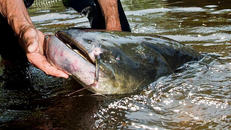 Dicker Fisch: Spree-Fischer fängt große Welse       -  Welse sind riesige Raubfische. Im Gardasee machen Taucher nun Jagd auf die Tiere.