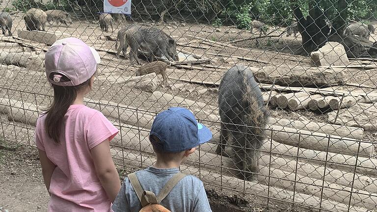 Vor allem die Frischlinge haben es den großen und kleinen Besuchern des Wildparks in Schollbrunn angetan.