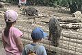 Vor allem die Frischlinge haben es den großen und kleinen Besuchern des Wildparks in Schollbrunn angetan.