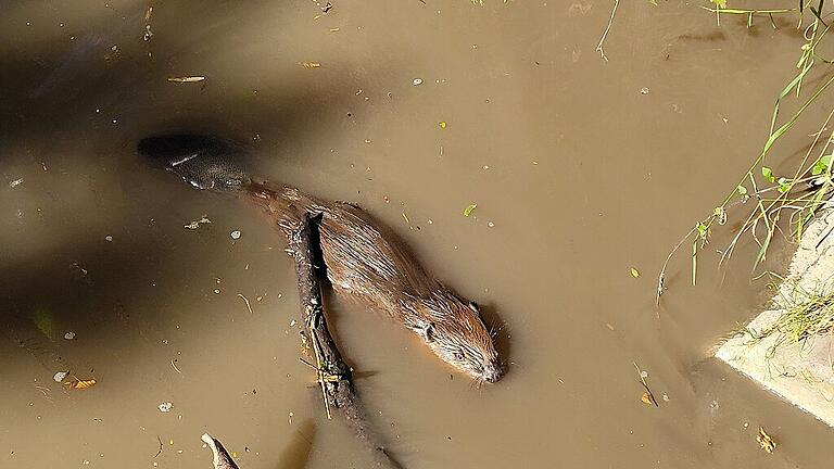 Ein seltenes Bild: Am helllichten Tag schwimmt der Biber durch den Sickerbach.