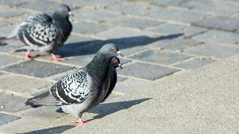 Für die Stadttauben gibt es in Schweinfurt nur wenig zu holen. Tierschützer beobachten, dass immer mehr Tiere ausgehungert sind oder sterben. Sie fordern, das Fütterungsverbot aufzuheben.