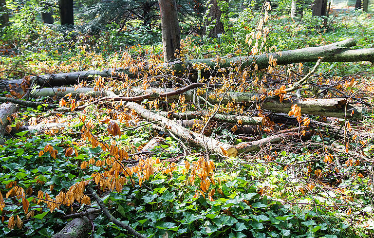 Im Wald des Botanischen Gartens zeigen sich die Folgen der Dürre und Hitze im Sommer 2018. Das Totholz bleibt als Lebensraum für Tiere, Insekten und Pilze im Wald liegen.