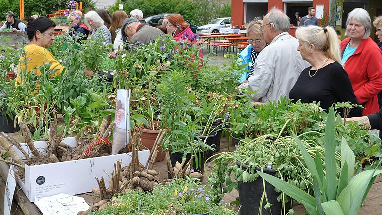 Beim Pflanzenflohmarkt in Erlenbach können Pflanzenliebhaber ihre Pflanzen auf einem mitgebrachtem Tisch verkaufen. Beim Pflanzenflohmarkt in Erlenbach können Pflanzenliebhaber ihre Pflanzen auf einem mitgebrachtem Tisch verkaufen. 