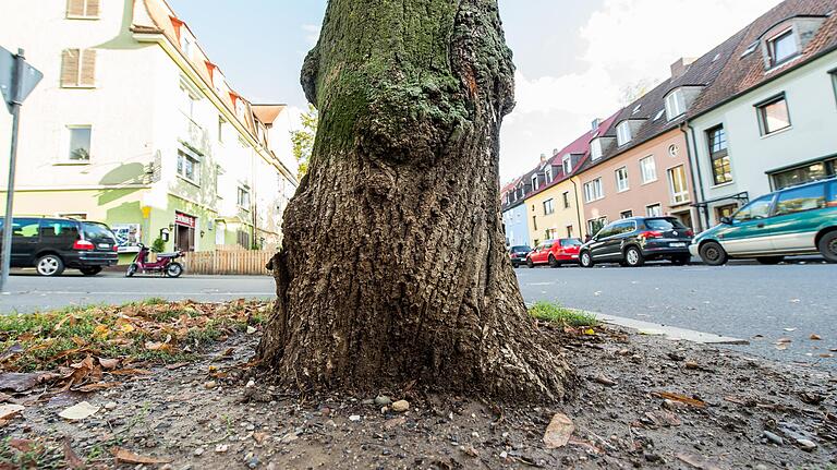 Die Schäden im Wurzelbereich sind bei diesem Baum so stark, dass die Standsicherheit gefährdet ist.