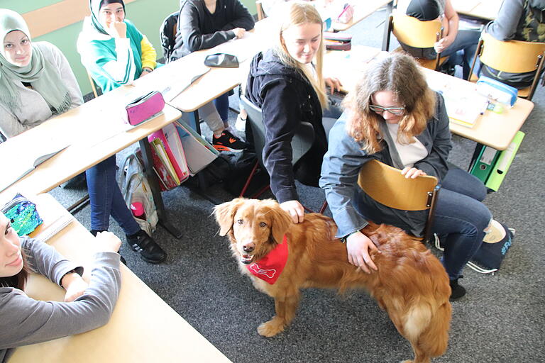 Streicheln erlaubt: Hovawart-Hündin Bea ist Klassenhund der 9a in der Gustav-Woehrnitz-Mittelschule in Lohr.