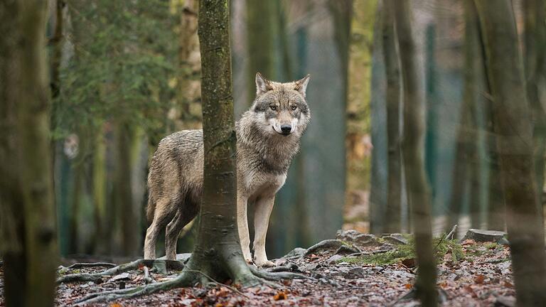 Schüler der Forstschule Lohr bekamen bei einer Drückjagd am Donnerstag mehrfach einen Wolf zu Gesicht – einer filmte ihn dabei.