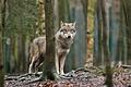 Schüler der Forstschule Lohr bekamen bei einer Drückjagd am Donnerstag mehrfach einen Wolf zu Gesicht – einer filmte ihn dabei.