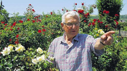 Er ist der Rose verfallen: Siegfried Hamann aus Kleinochsenfurt in seinem Garten.