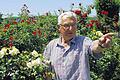 Er ist der Rose verfallen: Siegfried Hamann aus Kleinochsenfurt in seinem Garten.