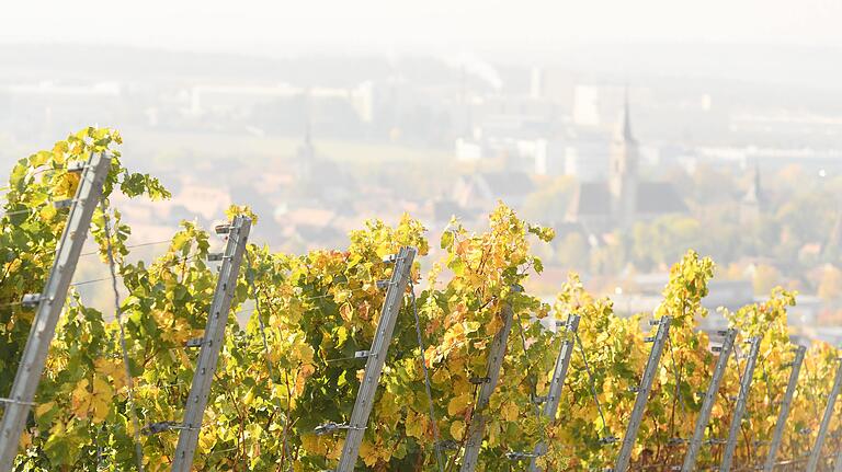 Wein, Gips und Holz sind Iphofens Stolz. Aber genau wie der Wald hat es in Zeiten des Klimawandels auch der Weinbau zunehmend schwerer.