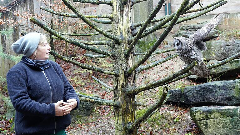 Vertrauensvoll nährt sich der Bartkauz.