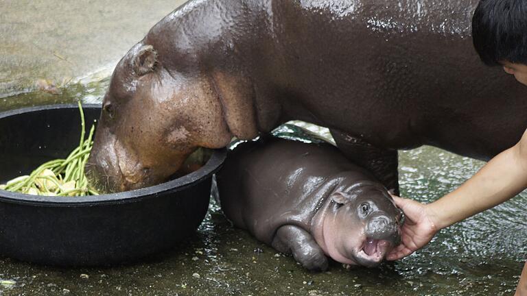 Zwergflusspferd Moo Deng in Thailand - Die witzigen Gesichtsausdrücke sind zu beliebten Memes geworden. Zwergflusspferd Moo Deng in Thailand - Die witzigen Gesichtsausdrücke sind zu beliebten Memes geworden.