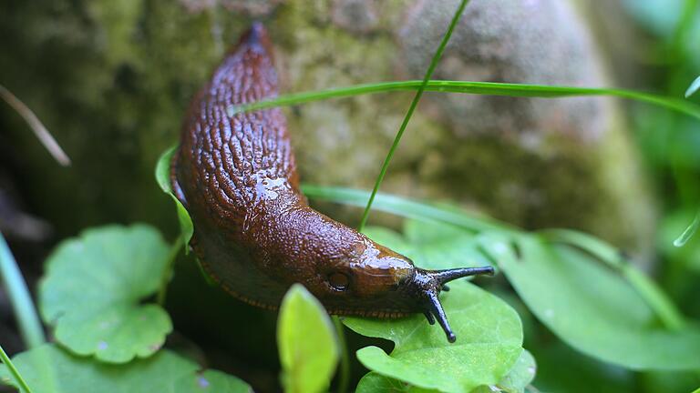 Fressen gerne die Beete leer: Nacktschnecken sind ein Problem im Garten.&nbsp;