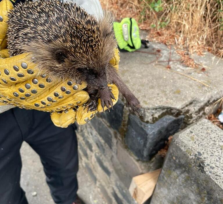 Geschafft: Der Igel konnte aus der Mauspalte befreit werden.