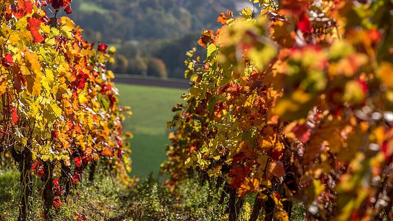 Im Landkreis Würzburg gibt es viele Orte, an denen man das herbstliche Farbenspiel genießen kann.&nbsp;