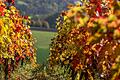 Im Landkreis Würzburg gibt es viele Orte, an denen man das herbstliche Farbenspiel genießen kann.&nbsp;