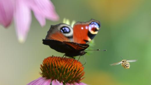 Auch Insekten stehen (fliegen) im Stau: Ein Tagpfauenauge, der genüsslich seinen Rüssel im Blütennektar vergraben hat, versperrt einer Biene den Weg. Diese muss noch ein paar Warteschleifen fliegen bis sie zum Landeanflug ansetzen kann. Gesehen in einem Schrebergarten im Volkacher Ortsteil Krautheim.