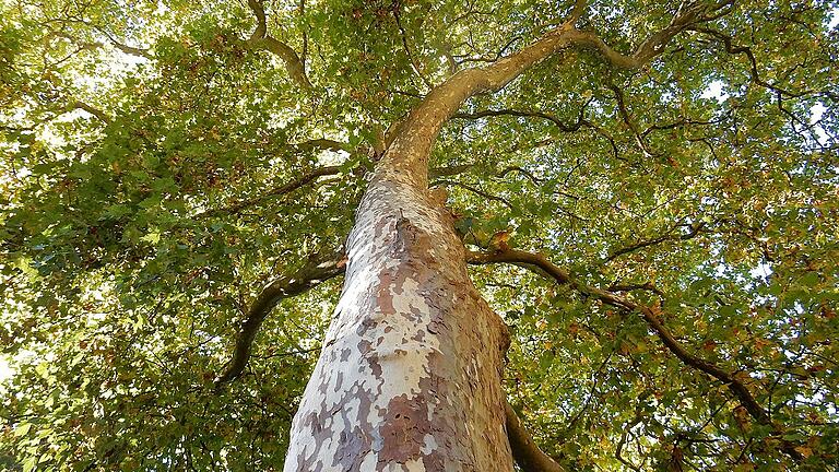 Wald statt Landesgartenschau &ndash; der Bürgerentscheid zu diesem Thema findet am 20. Januar statt.