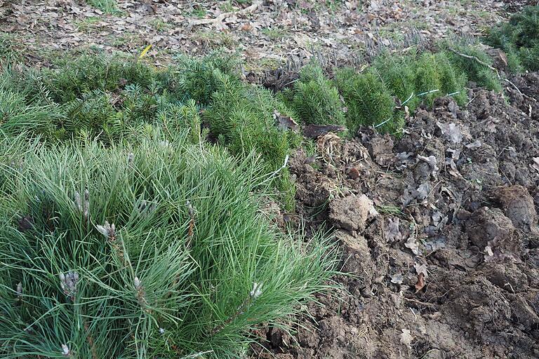 Die Schwarzkiefer (vorn) soll dem Klimawandel besser standhalten als die heimische Waldkiefer. Auch Weißtanne und Walnuss (im Hintergrund) setzt der Revierförster ein.