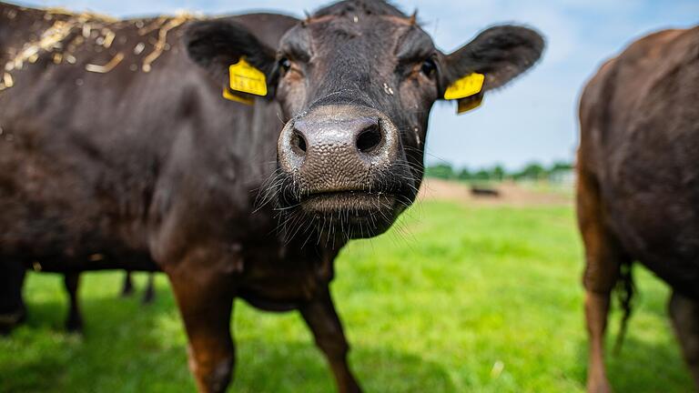 Ein junger Wagyu Ochse, der geschlachtet werden soll, auf einer Weide. Ein junger Wagyu Ochse, der geschlachtet werden soll, auf einer Weide.