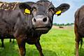 Ein junger Wagyu Ochse, der geschlachtet werden soll, auf einer Weide.