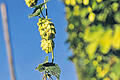 In der Hallertau: An Pfählen und Drähten wächst der Hopfen in die Höhe. Doch immer wieder stehen da leere Pfähle &ndash; mancher Pflanzer gibt auf.