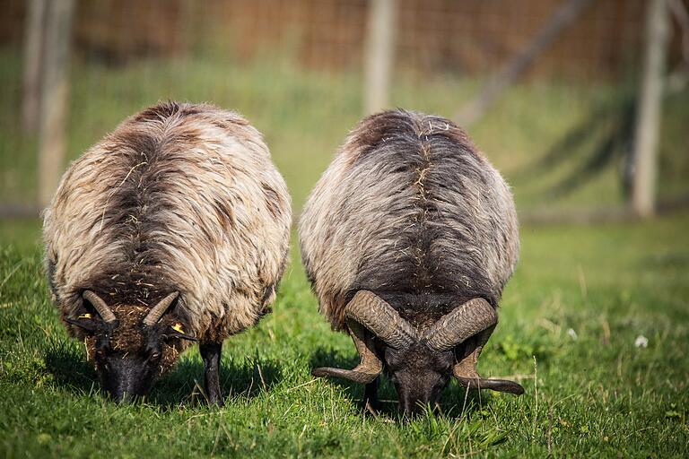 Ordentliche Hörner tragen diese Schafe spazieren. Foto: Patty Varasano Ordentliche Hörner tragen diese Schafe spazieren. Foto: Patty Varasano