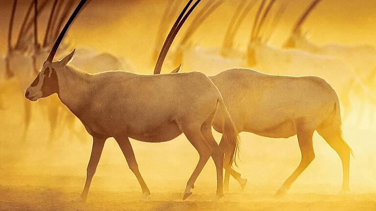 Wer auf Natur-Tour auf Sir Bani Yas ist, trifft auf die bedrohte Arabische Oryx-Antilope. Wer auf Natur-Tour auf Sir Bani Yas ist, trifft auf die bedrohte Arabische Oryx-Antilope.