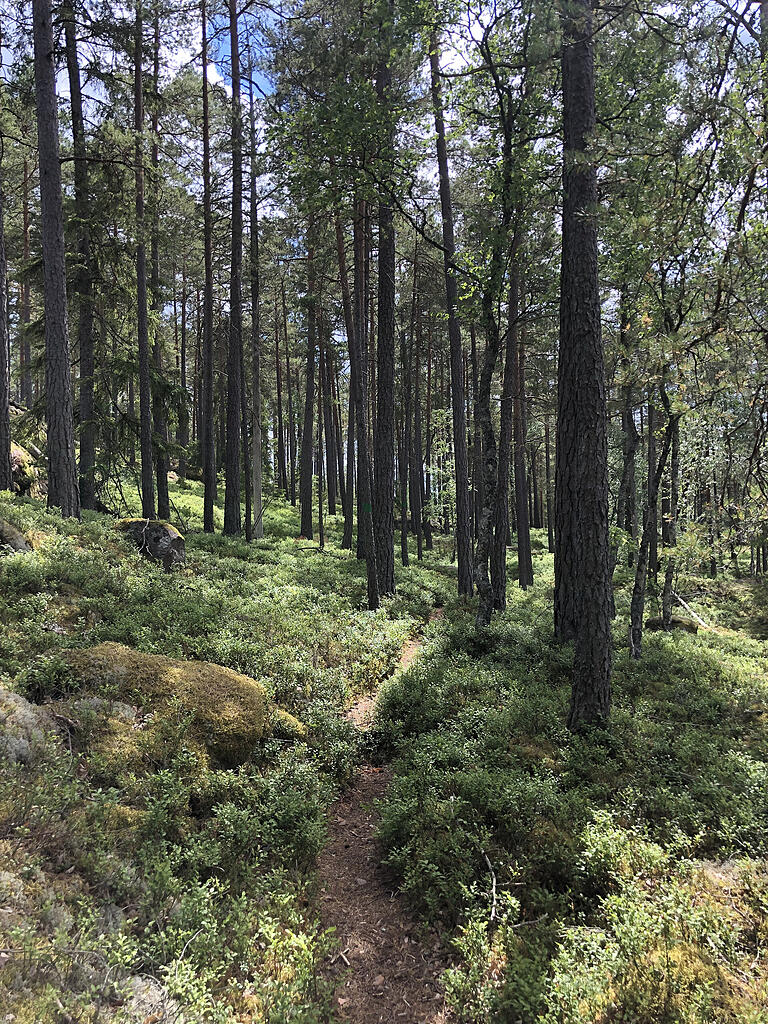 In Schweden streiften Maria, Steffen und Elfi Gerberich gerne durch weitläufige Wälder, hier bei Jänforsen, und naschten wilde Blaubeeren. In Schweden streiften Maria, Steffen und Elfi Gerberich gerne durch weitläufige Wälder, hier bei Jänforsen, und naschten wilde Blaubeeren.