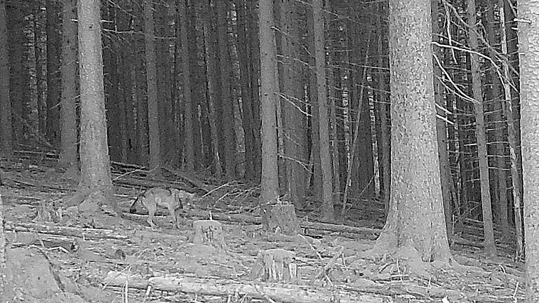 Die Aufnahme einer Wildkamera bei Aura (Lkr Main-Spessart) vom 25. September 2023 zeigt wohl einen Wolf, vermutlich die Wölfin GW3092f. Die Aufnahme einer Wildkamera bei Aura (Lkr Main-Spessart) vom 25. September 2023 zeigt wohl einen Wolf, vermutlich die Wölfin GW3092f.