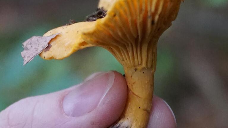Häufig stößt man gleich auf mehrere Pfifferlinge. Einheimische Sorten des Speisepilzes stehen jedoch unter Naturschutz und dürfen nur für den Eigenbedarf gesammelt werden. Häufig stößt man gleich auf mehrere Pfifferlinge. Einheimische Sorten des Speisepilzes stehen jedoch unter Naturschutz und dürfen nur für den Eigenbedarf gesammelt werden.