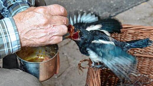 Auch diese junge Elster hat Günther Gabold als &bdquo;Futterquelle&ldquo; akzeptiert. Der schöne Rabenvogel ist mitsamt dem Nest aus einem Baumwipfel gefallen, hat das Unglück überlebt und wird nun von Hand aufgepäppelt. Danach geht es wieder in die Freiheit.