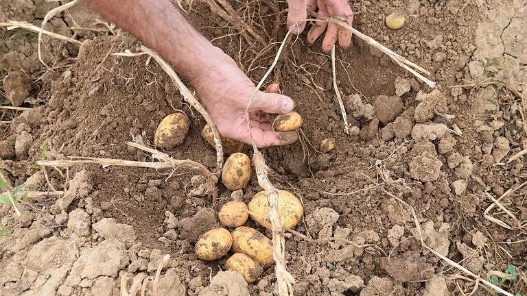 Kleine und große Frühkartoffeln gräbt Bio-Landwirt Andreas Römert testweise von zwei Stöcken per Hand aus.