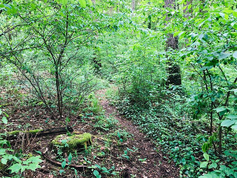 Ausgebaute Wege wechseln sich mit schmalen Wanderpfaden ab.