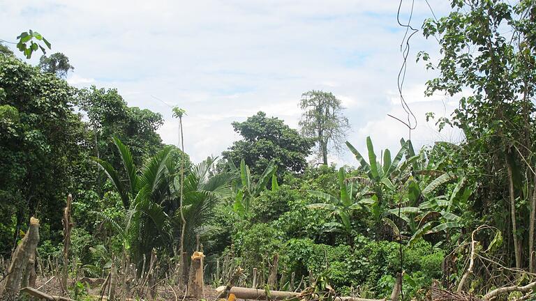 Dschungel in Papua-Neuguinea       -  Weite Teile der Tropeninsel sind nur schwer zugänglich. (Symbolbild)