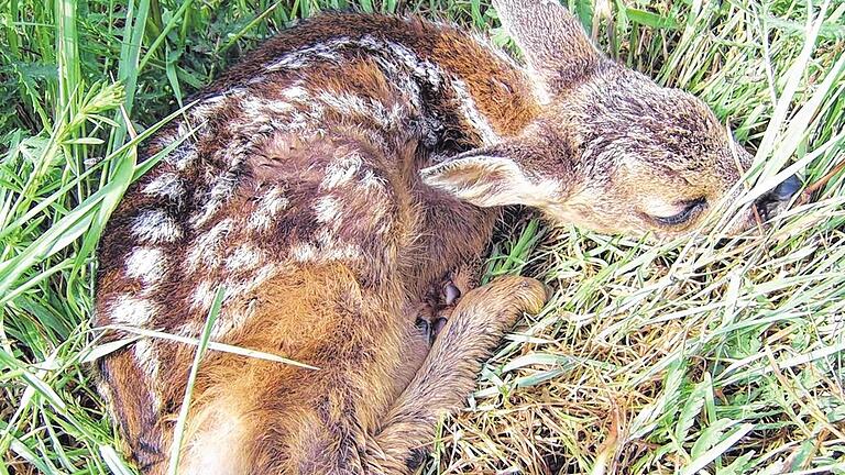 Kitze in Gefahr: Die Rehgeißen verstecken ihre neugeborenen Kitze gerne im hohen Gras. Dort sind sie meist sicher vor dem Fuchs, aber nicht vor den Messern der Mäher. Dieses Rehkitz (ein Bild aus dem vergangenen Jahr) konnte Jäger Hubert Helfrich noch retten.