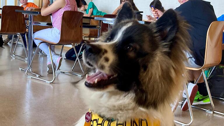 Schulhund Toni im Fach Ethik einer 6. Klasse der Realschule.